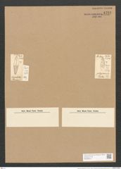 Stauroneis lineolata Ehrenb. (de-Toni-Nr.: Genus 6, Species 873) Zeichnungen Sammlung Grunow Nr. 1732 (NHMW-BOT-W0368612)